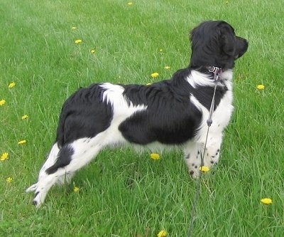 The front right side of a black and white Stabyhoun dog standing across grass looking to the right.