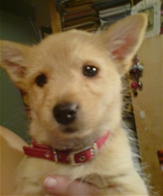 Close up front view head shot - A tan Weeranian puppy is wearing a red collar and being held in the hands of a person. It has a short coat with thin longer hairs.